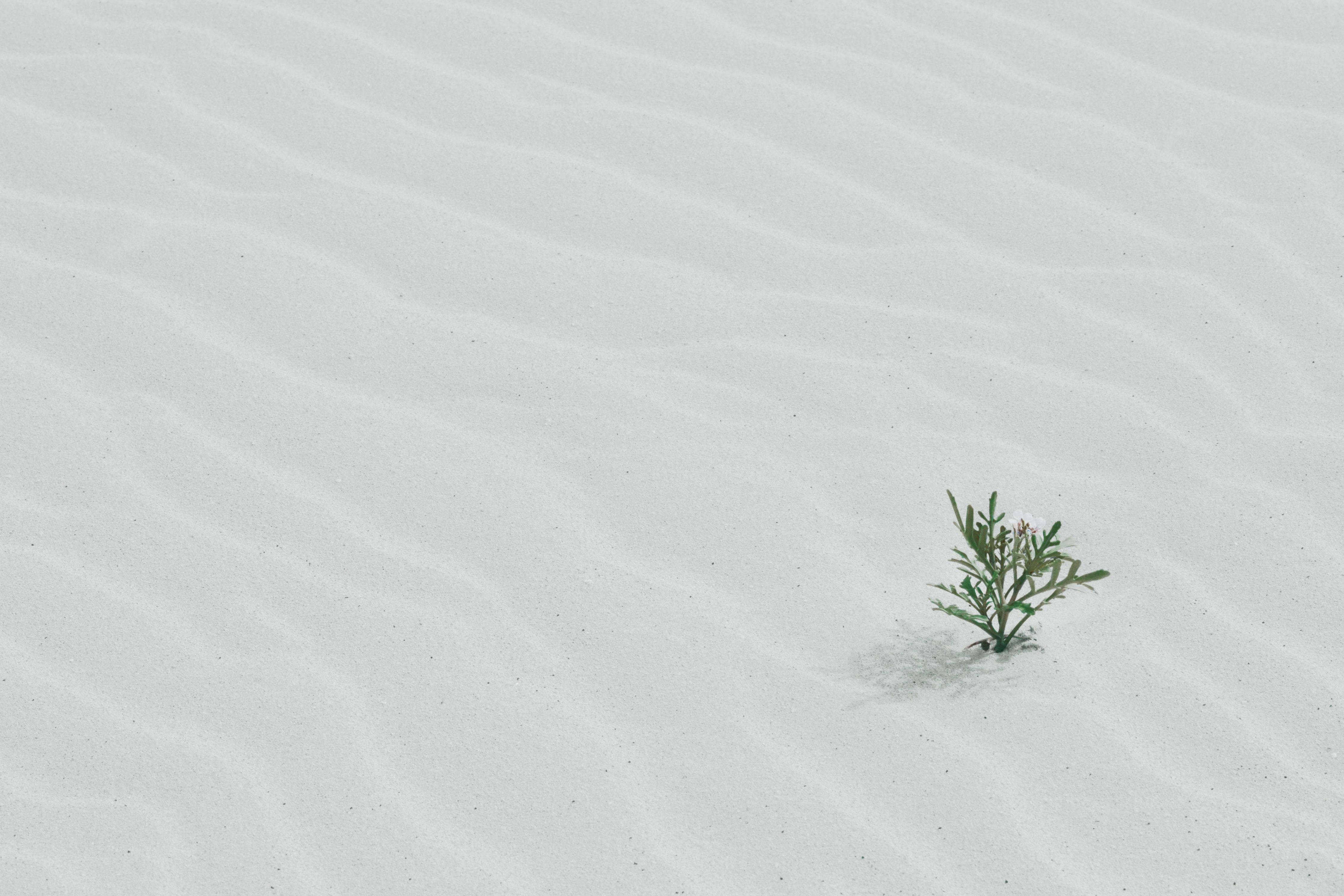 A plant grows through white sand