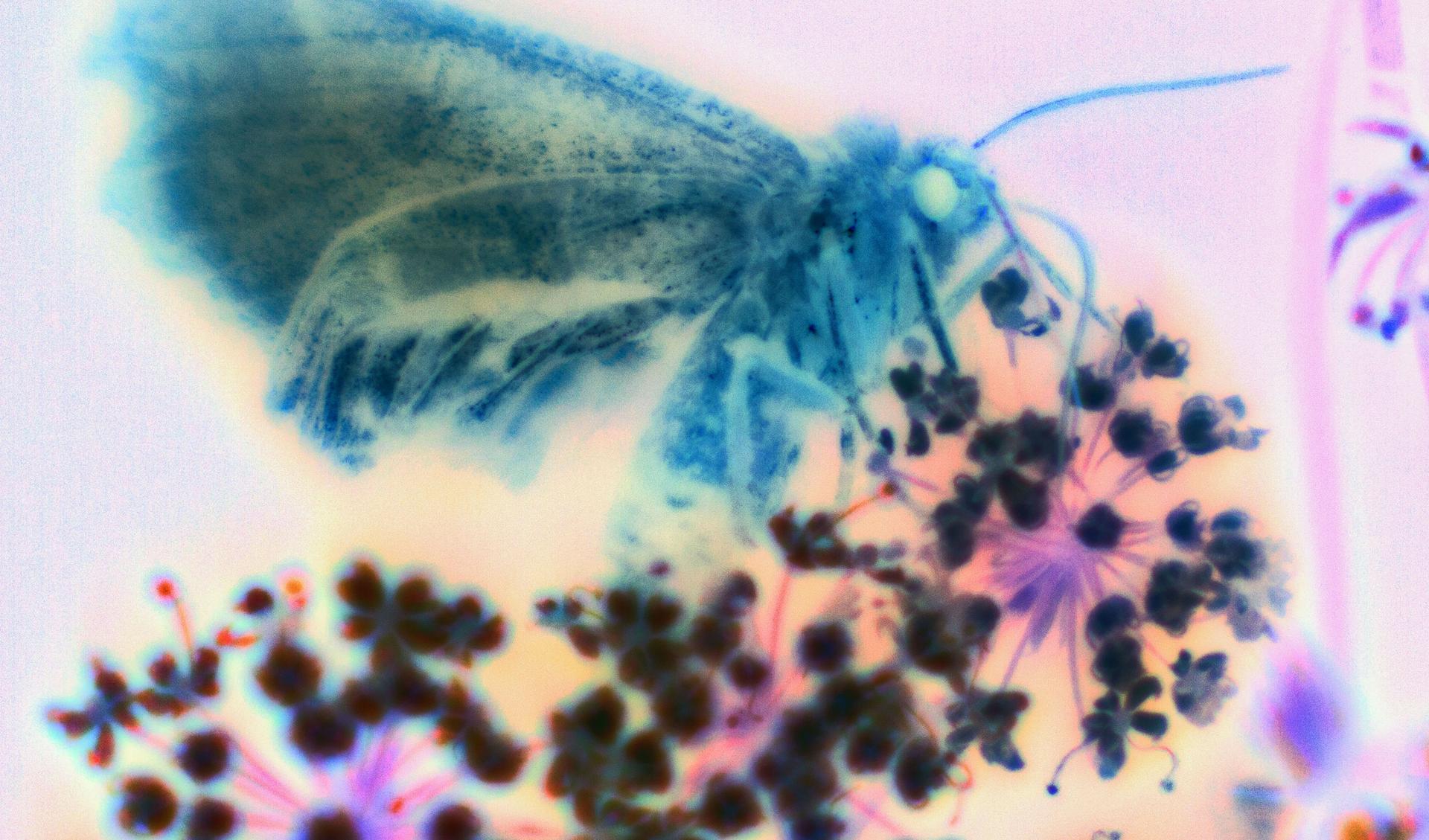 A psychedelic x-ray picture of a moth or butterfly sitting on a plant