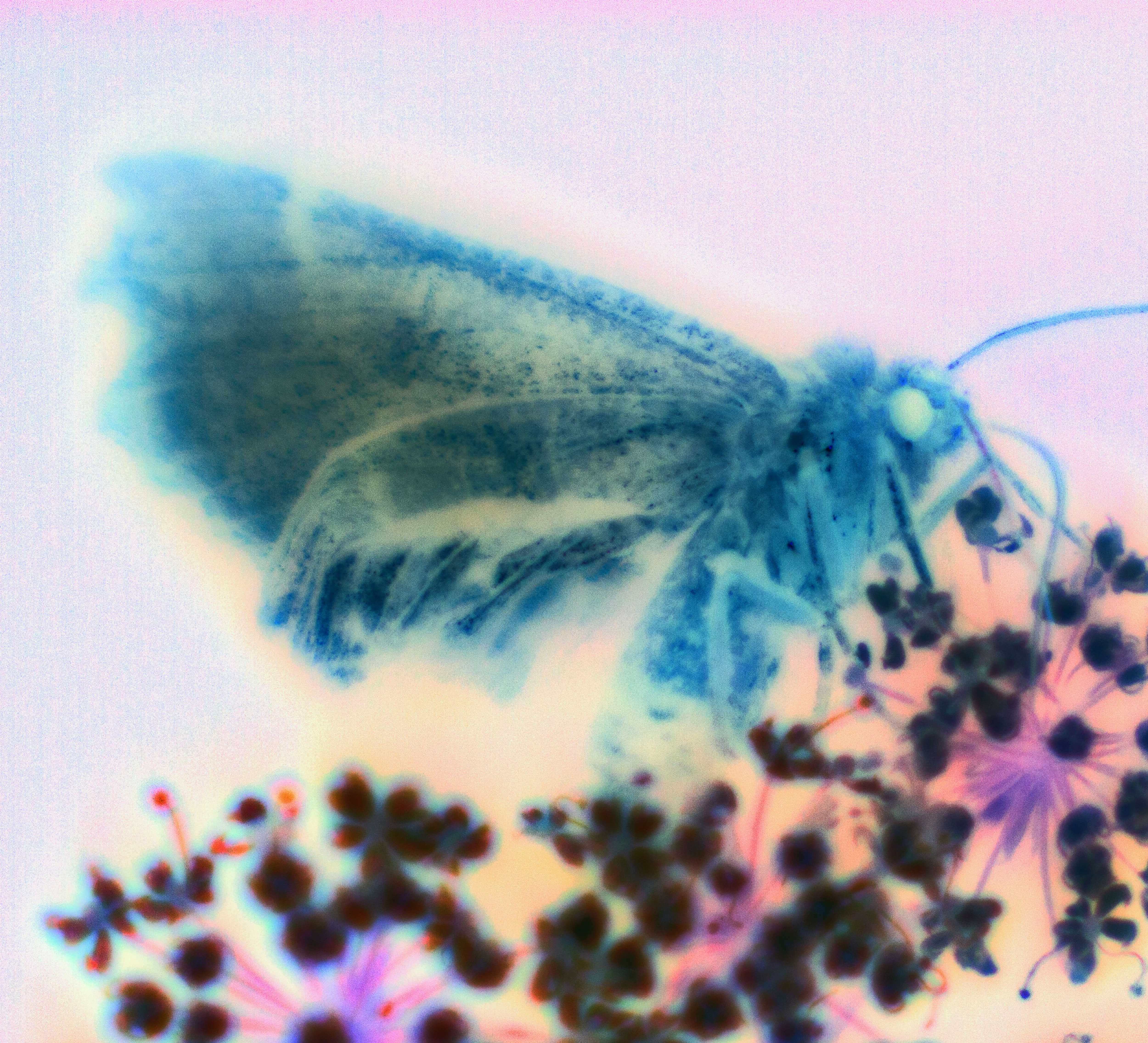 A psychedelic x-ray picture of a moth or butterfly sitting on a plant