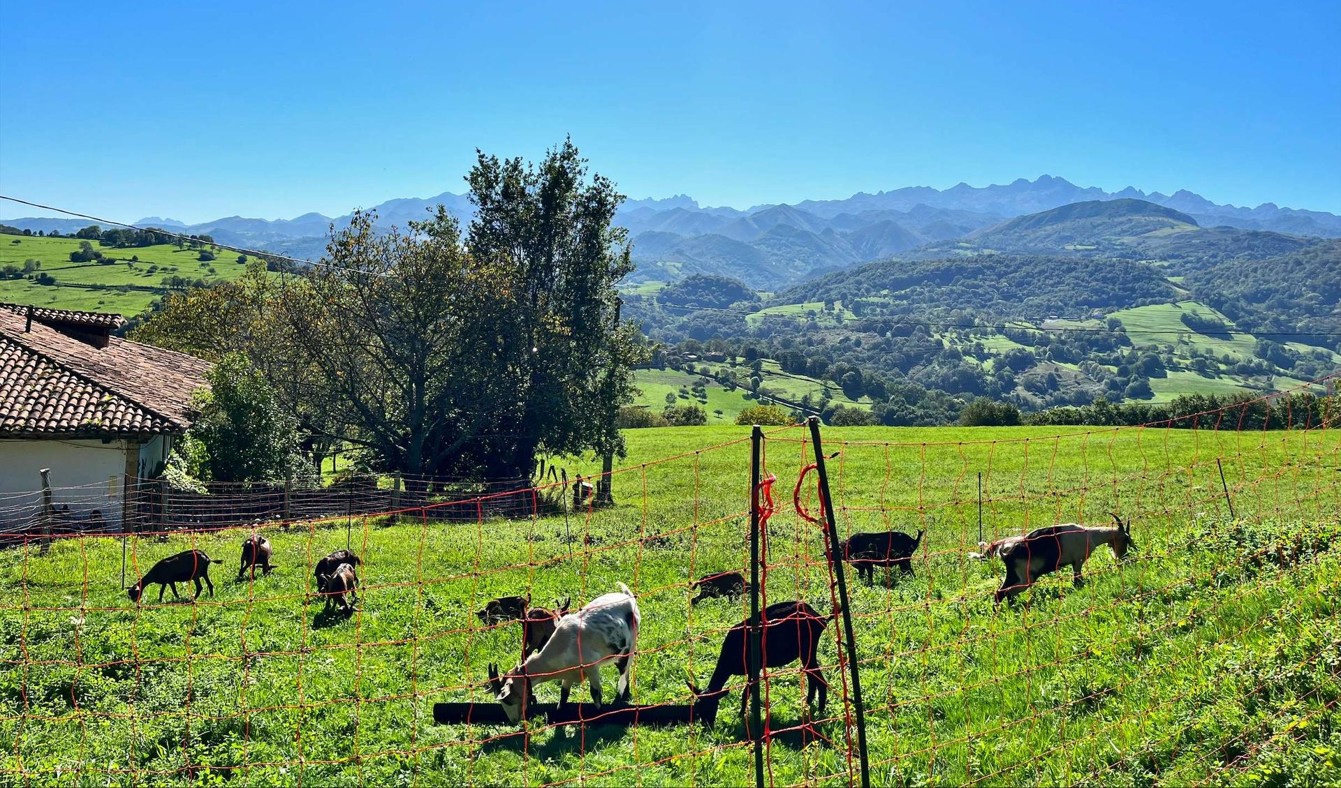 Goats on a fields in the spanish mountains. The sky is blue and in the background there are green hills.