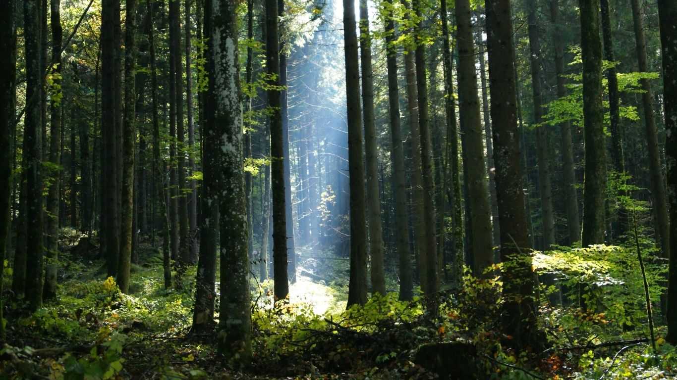 Alternative Text missing