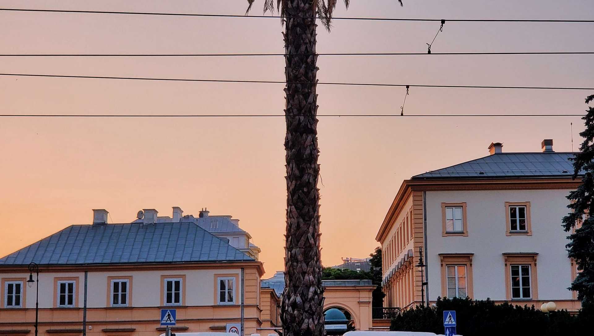 The palm tree of Warsaw in the middle of a roundabout