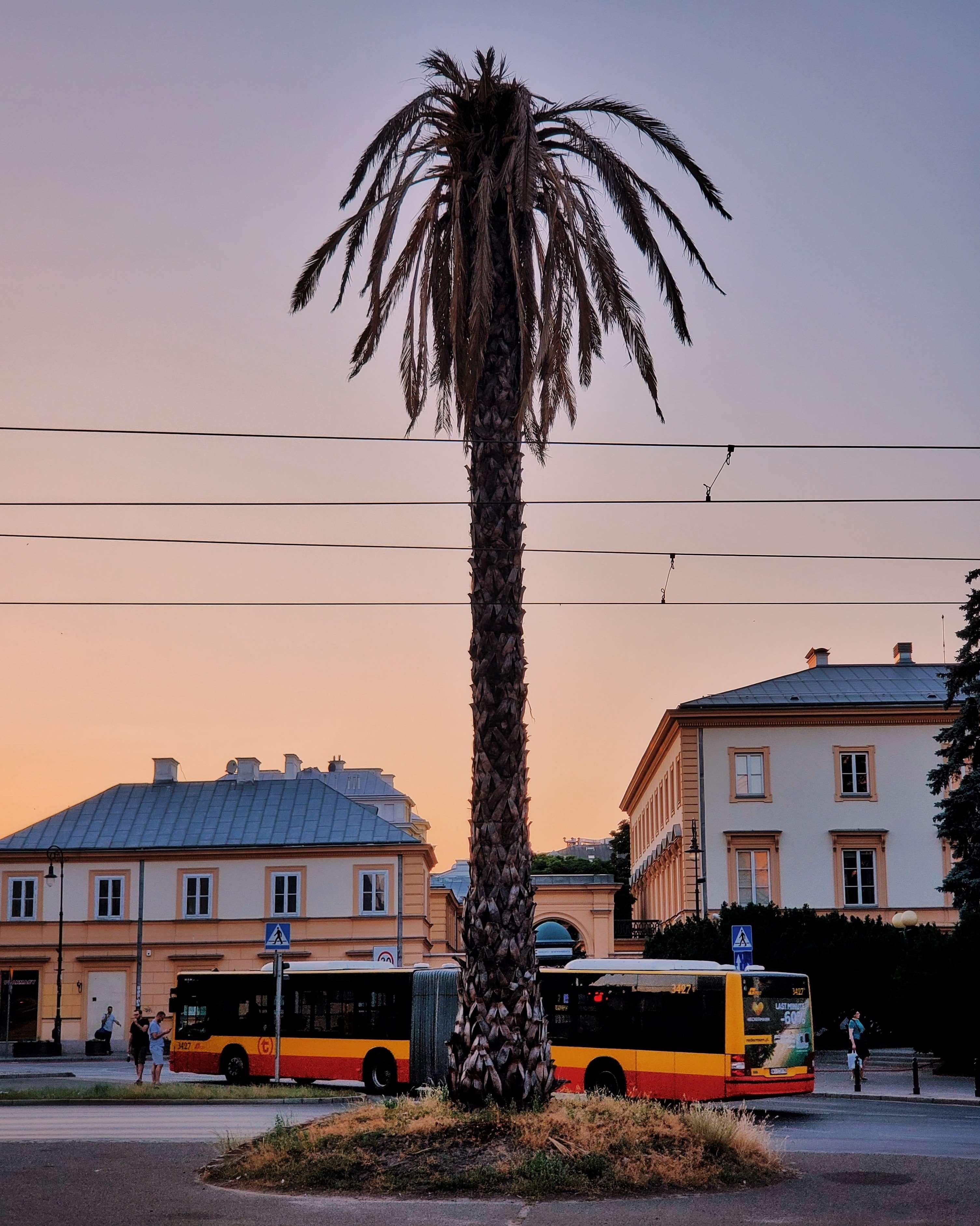 The palm tree of Warsaw in the middle of a roundabout