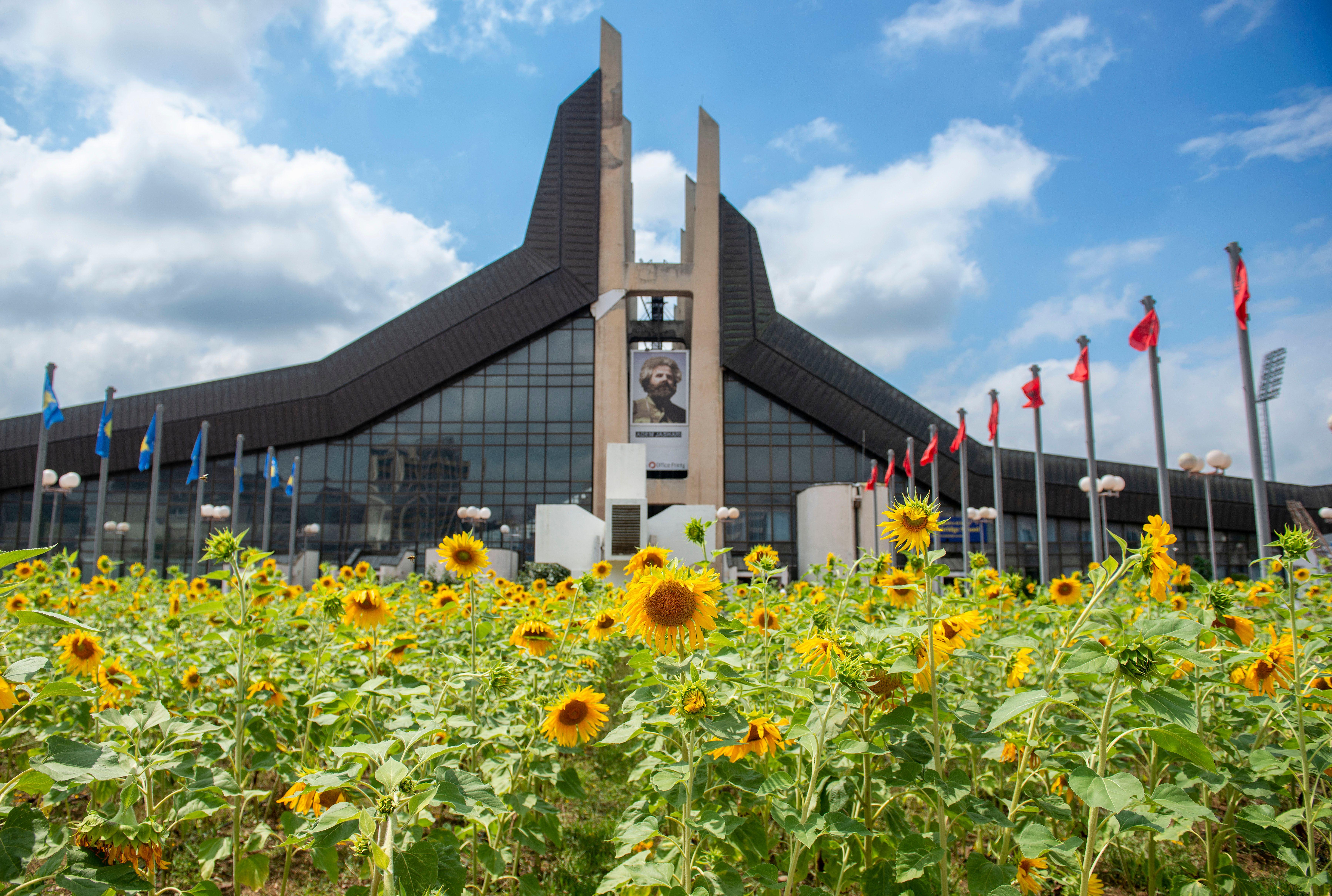 sunflower fields Agnes Denes – a heroine of the land art movement – planted in the heart of Kosovo's capital Prishtina. Many flowers in front of monumental building.