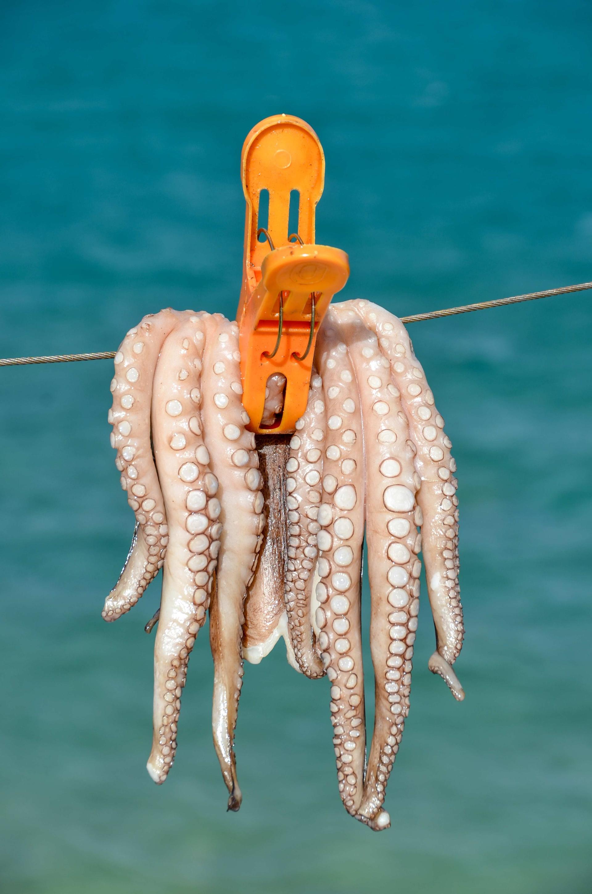 An pulpo on a line in a port in Greece