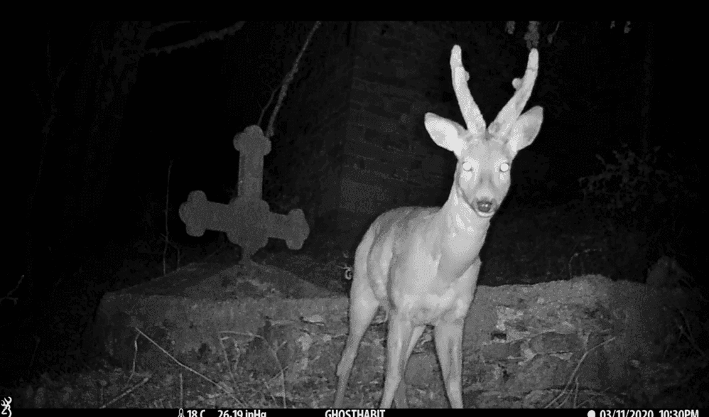 A deer is photgraphed with a night vision by a trap camera