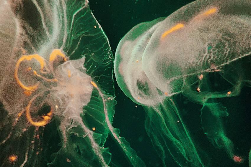 Alternative Text missing