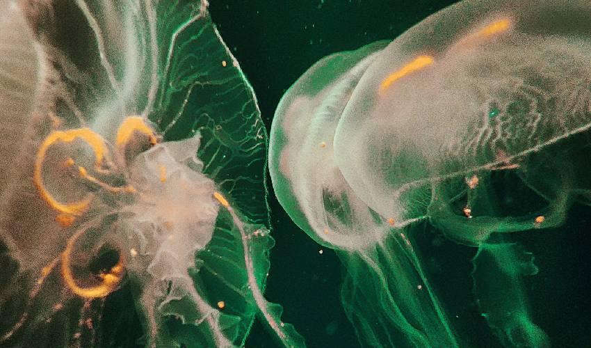 Alternative Text missing